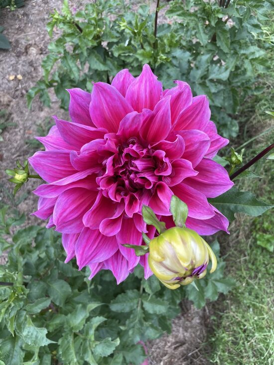 Dālija 'Emory Paul'