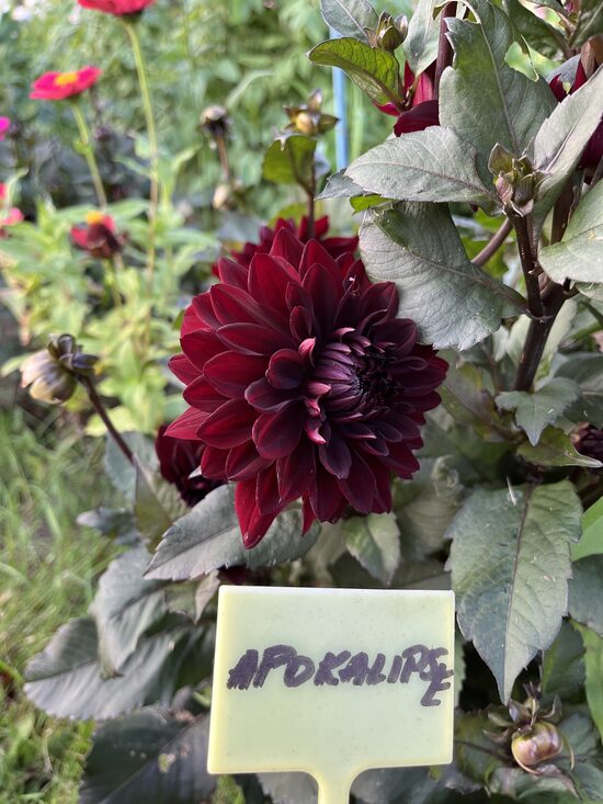 Dālija 'Apokalipse'