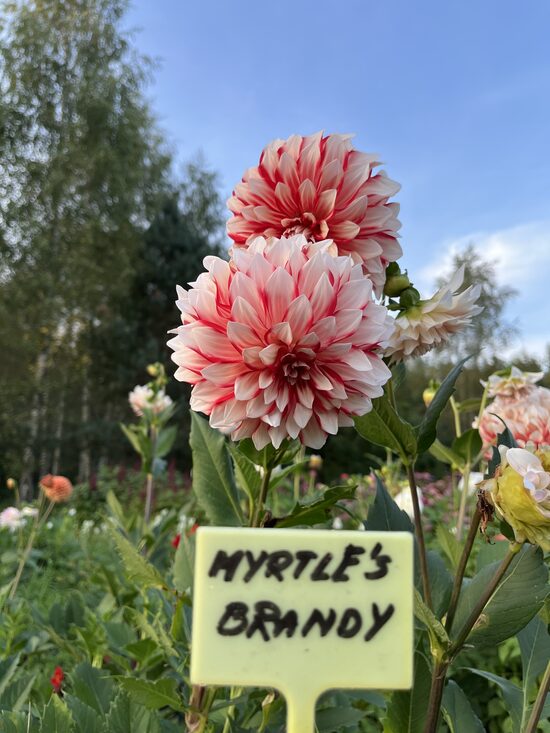 Dālija 'Myrtle's Brandy'